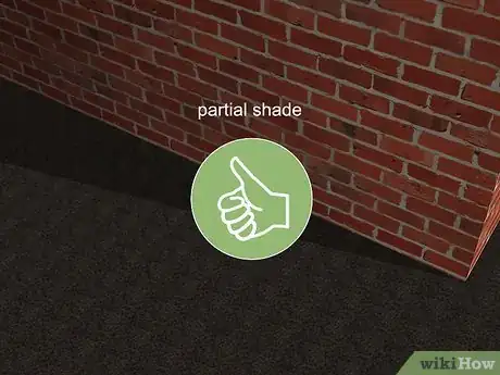 Image titled Grow Akebia Quinata Step 7