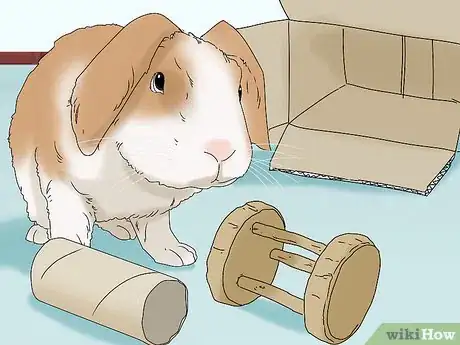 Image titled Keep Your Rabbit Healthy Step 19