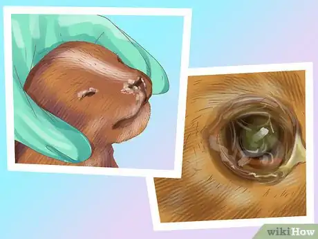 Image titled Choose a Lowchen Puppy Step 8