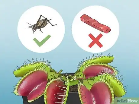 Image titled Feed Carnivorous Plants Step 1