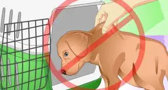 Discipline a New Puppy