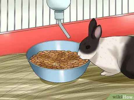 Image titled Prevent Snuffles (Pasteurella) in Rabbits Step 5