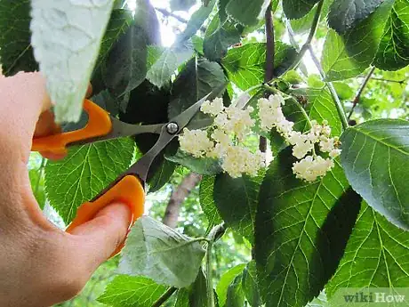 Image titled Make Elderflower Cordial Step 17