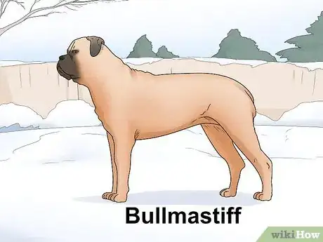 Image titled Identify a Mastiff Step 16