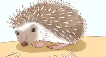 Take Care of a Hedgehog