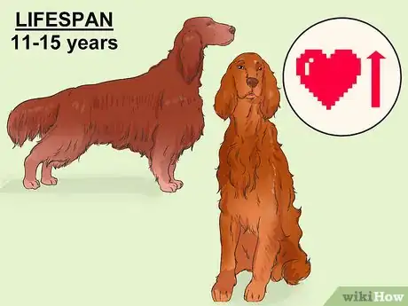 Image titled Identify an Irish Setter Step 10