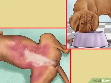 Image titled Know if Your Dog Needs a Diet Change Step 8