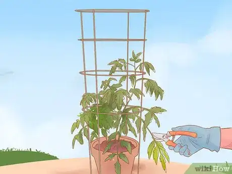 Image titled Grow Roma Tomatoes Step 11