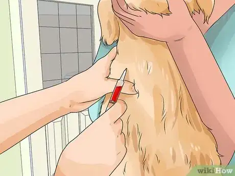 Image titled Diagnose Diabetes in Miniature Schnauzers Step 13