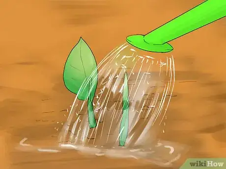 Image titled Grow Cannas Step 10