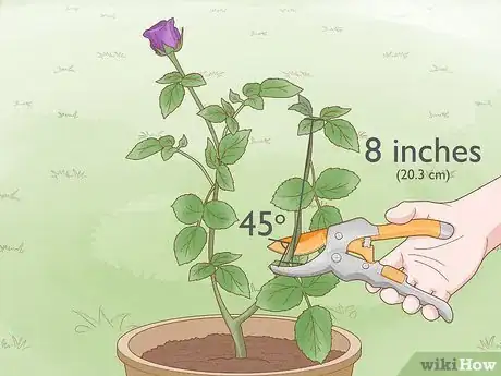 Image titled Breed Purple Roses Step 3