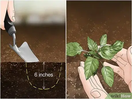 Image titled Grow Tomatillos Step 7