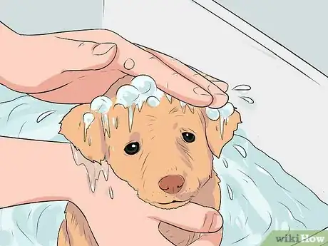 Image titled Make a Pet Love You Step 6