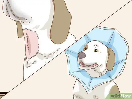 Image titled Treat Endocrine Disorders in Older Dogs Step 8