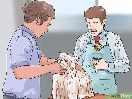 Image titled Groom a Silky Terrier Step 15