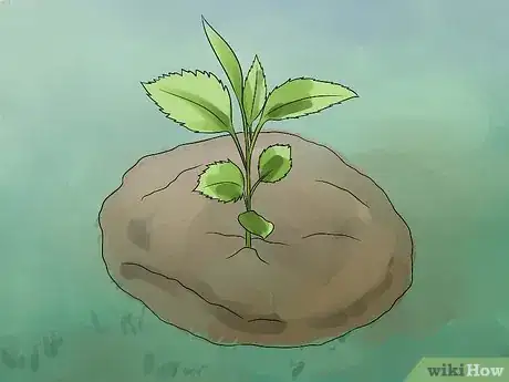 Image titled Grow an Apple Tree Step 11