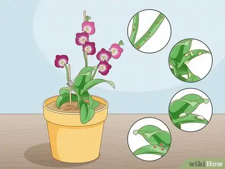 Image titled Grow Orchids for Profit Step 4
