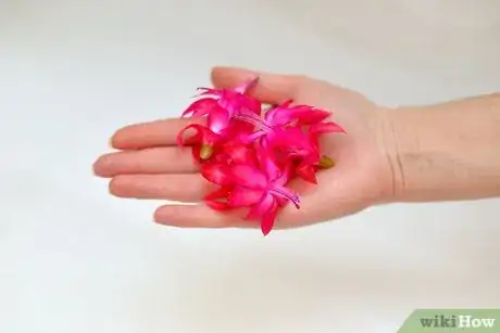 Image titled Dress Up a Salad with Edible Flowers Step 1
