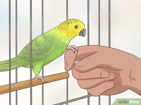 Image titled Keep a Parakeet Safe Out of Its Cage Step 3
