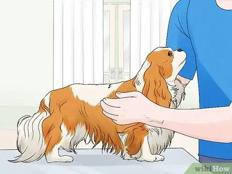 Image titled Identify a Cavalier King Charles Spaniel Step 6