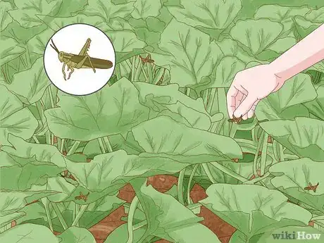 Image titled Control Locusts Step 8