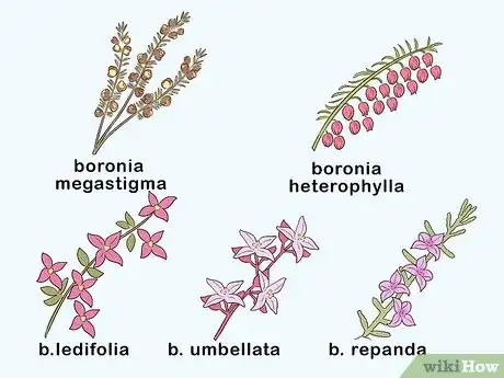 Image titled Grow Boronia Step 6