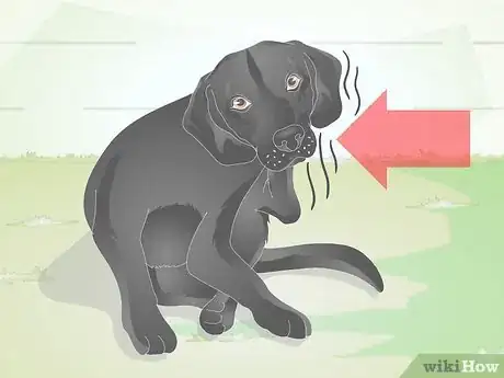 Image titled Treat Canine Allergies Step 1