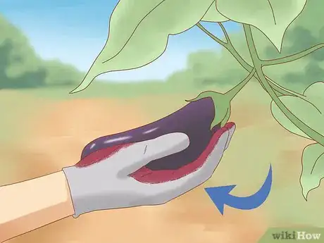 Image titled Harvest Eggplant Step 6