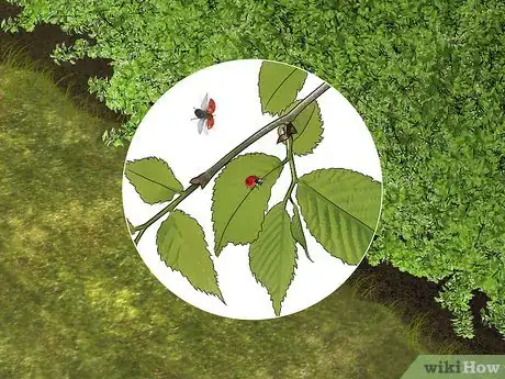 Image titled Take Care of a Ladybug Step 1