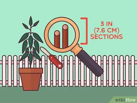 Image titled Harvest Cinnamon Step 4