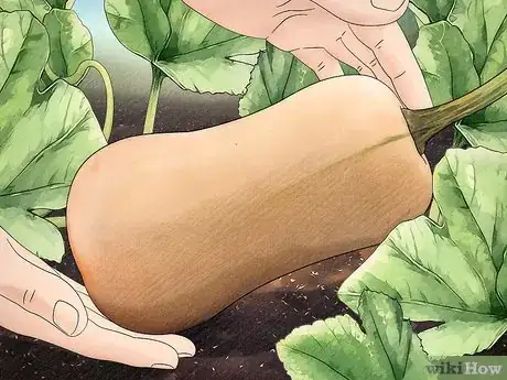 Image titled Choose Between Winter Squashes Step 1