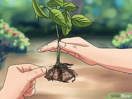Image titled Plant Step 24