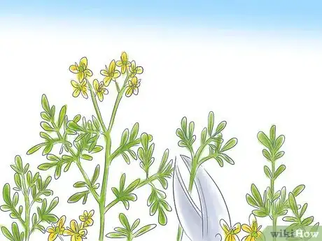 Image titled Grow Rue Step 5