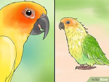 Image titled Treat Chlamydiosis in Conures Step 10
