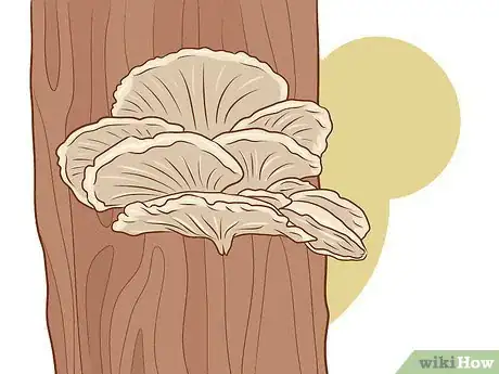 Image titled Grow Edible Mushrooms Step 14