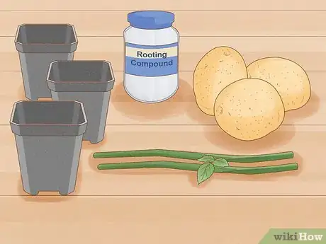 Image titled Breed Purple Roses Step 11