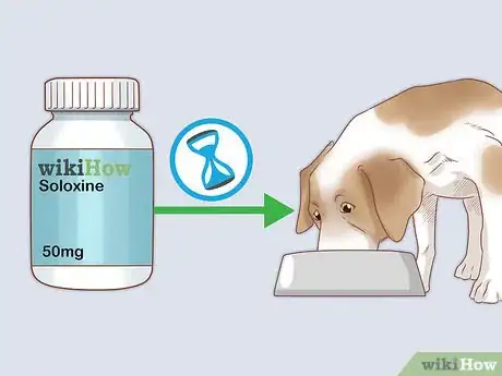 Image titled Treat Endocrine Disorders in Older Dogs Step 4