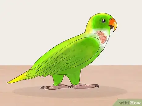 Image titled Treat Polyomavirus in Caique Parrots Step 2