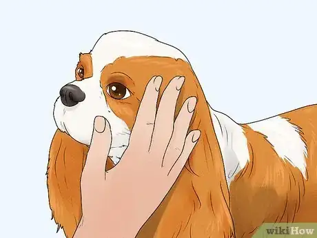 Image titled Identify a Cavalier King Charles Spaniel Step 9