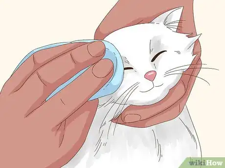 Image titled Keep Hair Out of Your Cat's Eyes Step 8