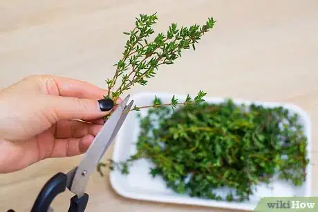 Image titled Use Marjoram Step 2