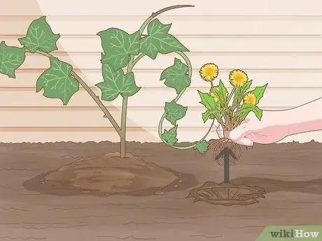 Image titled Keep an Ivy Plant Healthy Step 13
