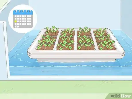 Image titled Grow Tobacco Inside Step 8