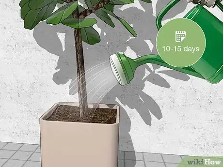 Image titled Water a Fiddle Leaf Fig Tree Step 3
