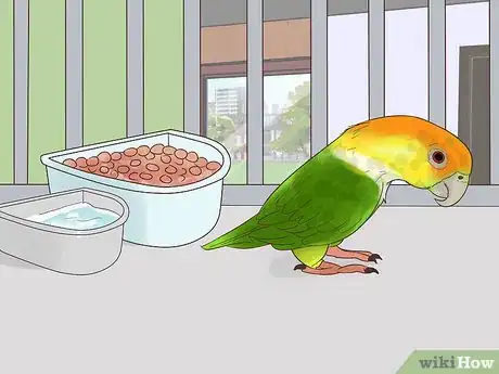 Image titled Treat Polyomavirus in Caique Parrots Step 1