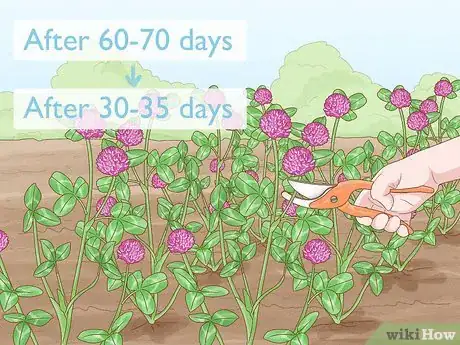 Image titled Grow Red Clover Step 8