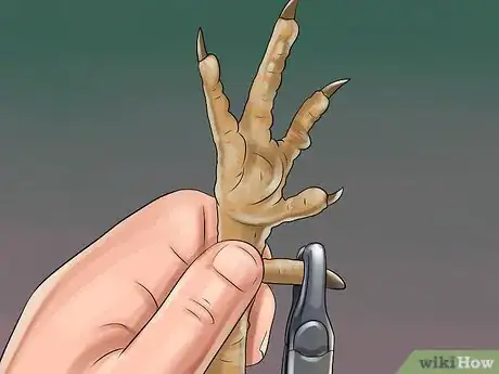 Image titled Keep Button Quail Groomed Step 6