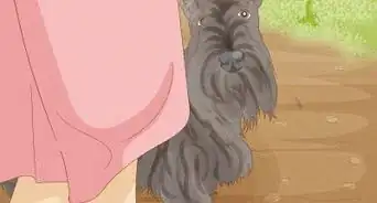 Identify a Scottish Terrier