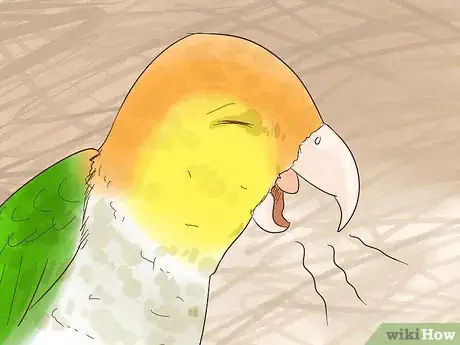 Image titled Treat Polyomavirus in Caique Parrots Step 4