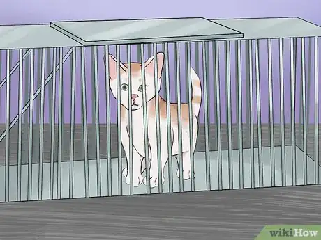 Image titled Earn a Kitten's Trust Step 10